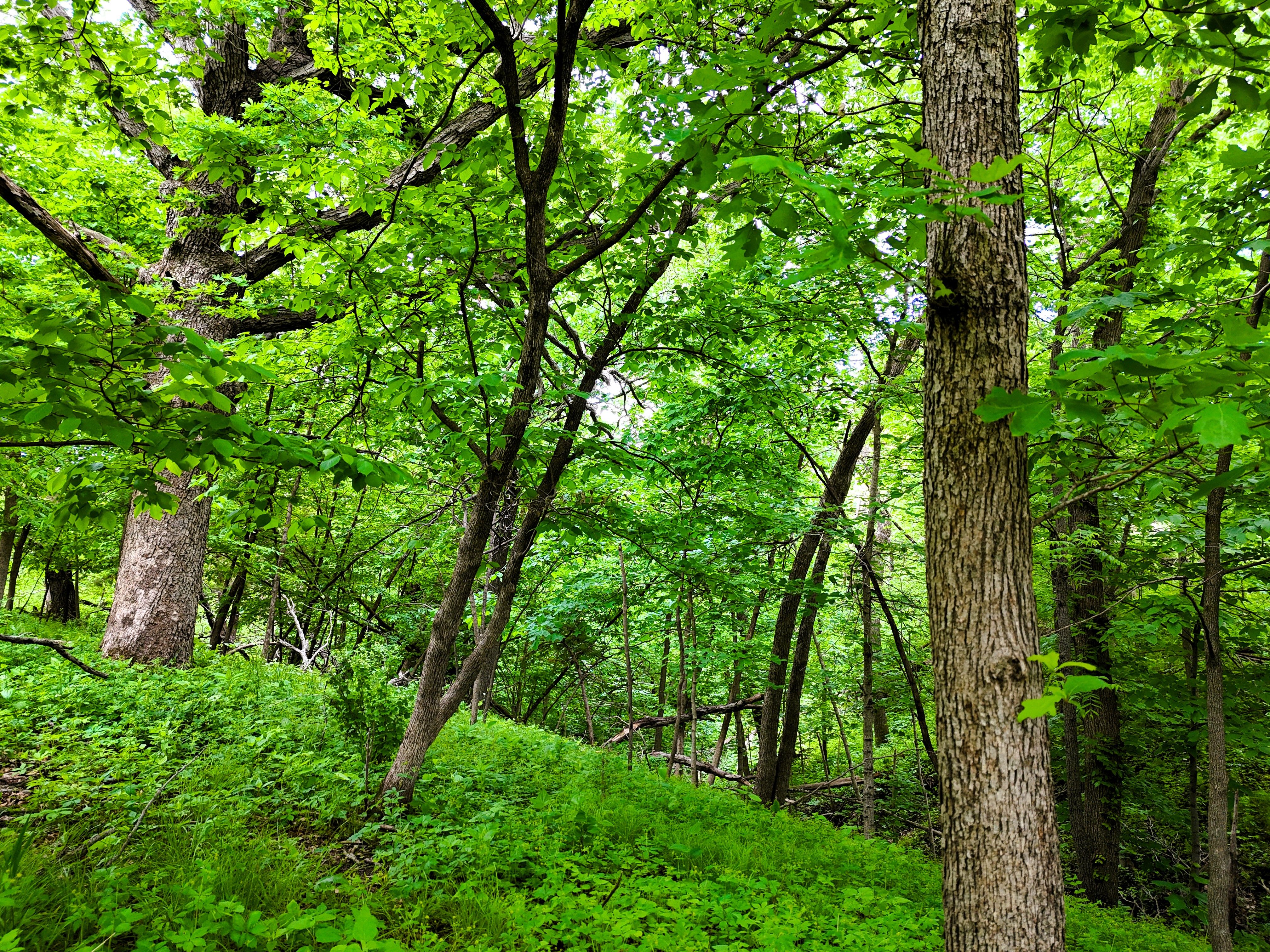 Listing Photo: Ground Timber 4
